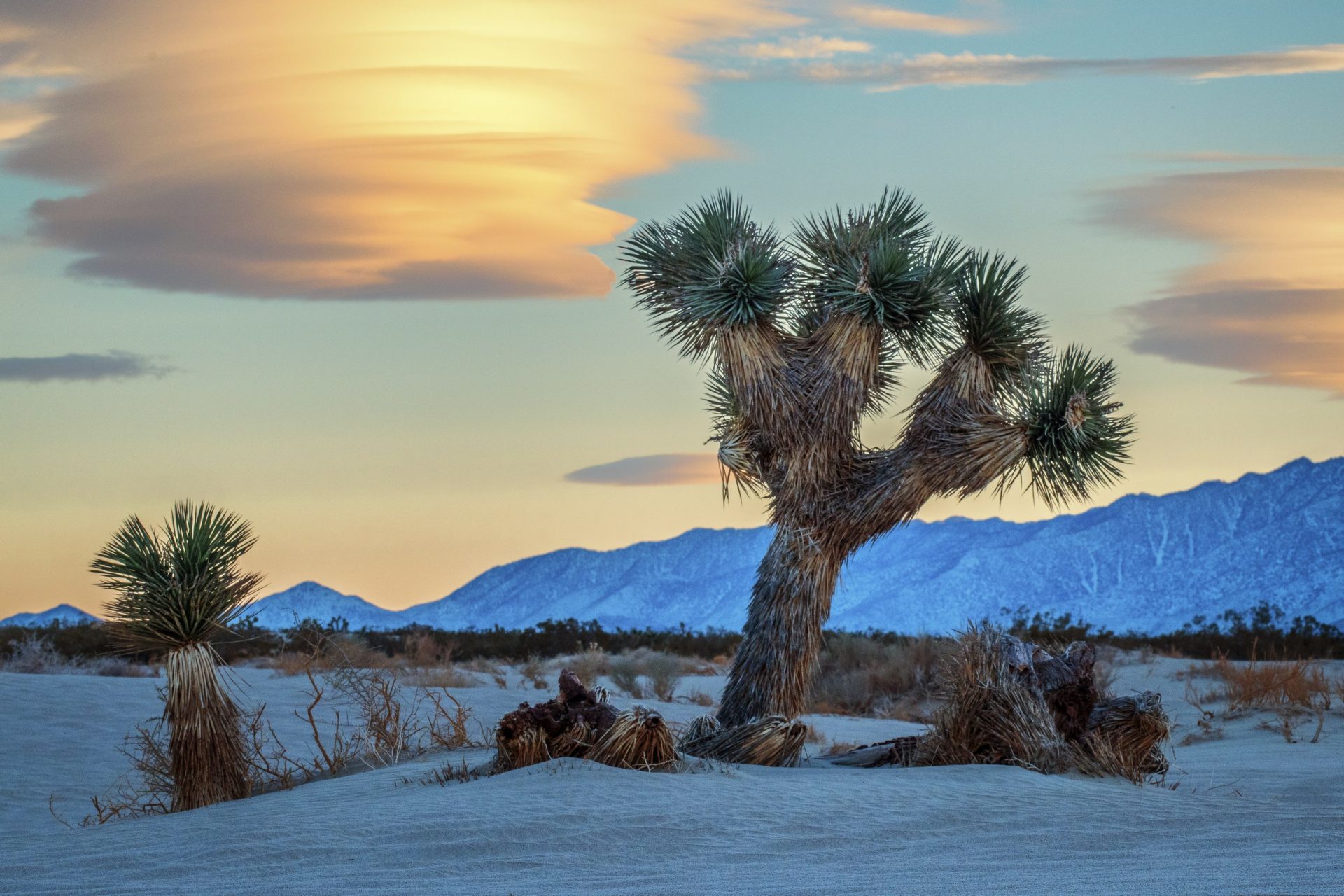 Joshua Tree Sunset - Jack Hayhow